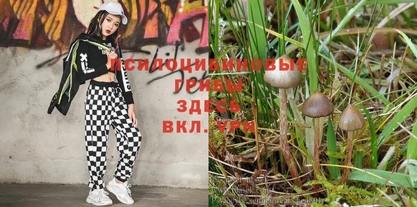 ECSTASY Алзамай